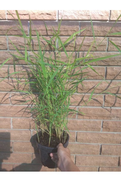 Бамбук Мюріель в контенері - 2л/вис.60-70/Ø15-25